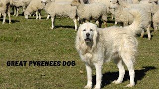 The Great Pyrenees Gentle Giant [upl. by Enyleuqcaj]