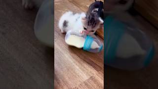 The kittens’ battle over the milk bottle😂 funny viralvideo comedy shortvideo shorts [upl. by Hervey]