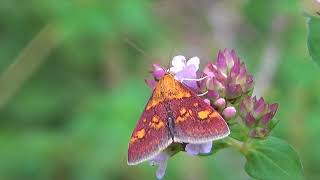 Un petit papillon Pyrausta purpuralis [upl. by Francesca276]