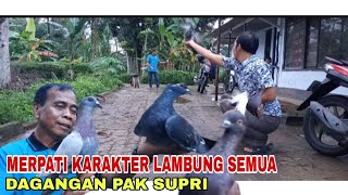 MERPATI KARAKTER LAMBUNG POSTUR BESAR [upl. by Oigolue437]