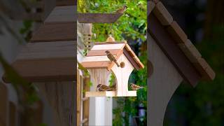 Build a DELIGHTFUL Bird Feeder in Minutes [upl. by Gilberta409]