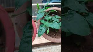 🔶अबोली 🔶blooms on my crossandra plant [upl. by Cobbie]