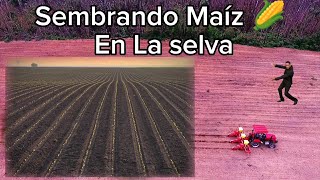 Siembra de Maíz en selva 🌽 con sembradora de 3 surcos con mini tractor 🚜 [upl. by Letha]