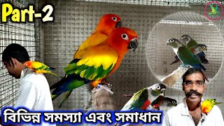 Sun ConureCrimsonBellied ConurePineappleYellow Sided Conure Breeding Information [upl. by Avra982]