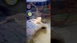 Checking Out The Reptiles At Petco I Just Want To Adopt Them All reptiles pets [upl. by Legra]