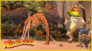 ¡Los mejores cortos de Melman 🦒  DreamWorks Madagascar en Español Latino [upl. by Einnol784]