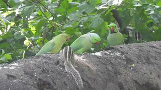 Roseringed Parakeet 19 09 24 R Smrt Udn 1 [upl. by Barrus748]