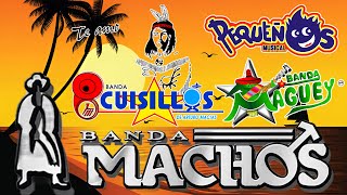 Cuisillos Pequeños Musical Machos Maguey  Bandas Viejitas Pero Bonitas Mix Romanticas Movidas [upl. by Salaidh]