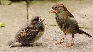 Two Critical Weeks for Fledgling House Sparrows [upl. by Bascio]