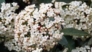 Lorbeerblättrige Schneeball Viburnum tinus [upl. by Mireielle157]