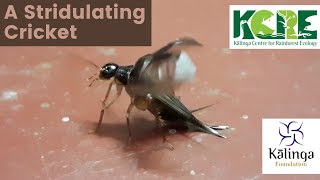 Cricket stridulation at KCRE Kalinga Centre for Rainforest Ecology Agumbe Karnataka [upl. by Byrne]