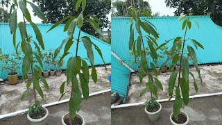 Grow mango from seed  germination to day 200 [upl. by Artep]