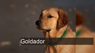 Descubra o Goldador O Melhor Companheiro entre Labrador e Golden Retriever [upl. by Jalbert]