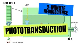 2Minute Neuroscience Phototransduction [upl. by Lynnet]