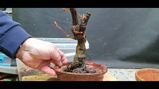 repotting my Virginia creeper [upl. by Nosniv]