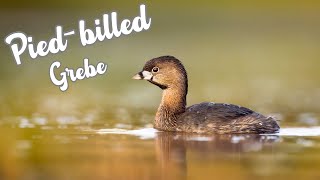 Pied billed Grebe  Lobed Feet and More [upl. by Nylhtiak]