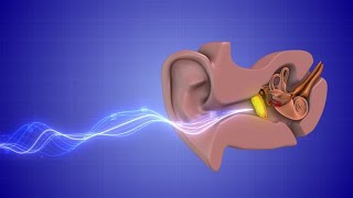 Histology Neuroscience 1 Module  The Ear [upl. by Yvette130]