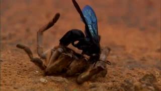 The Tarantula Wasps HD [upl. by Ahtela]