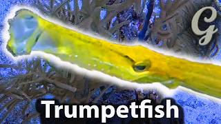 Unveiling Trumpetfish Hunting Tactics The Truth Behind The Predators Trap [upl. by Orenid]