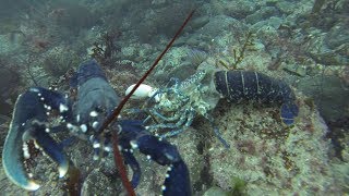 Pêche aux Homards et Coquilles St Jacques en Décembre [upl. by Rai155]