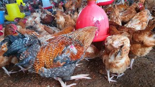 How to handle coccidiosis in your farm simplified [upl. by Hoagland717]