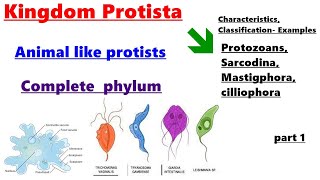 Phylum Protozoa Characteristics Classification ExamplesProtozoans Animal like ProtistsPROTISTA [upl. by Nodnarg]