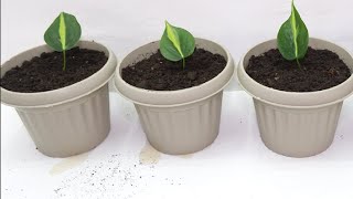 Philodendron Brasil Plant Propagation and Care in Water and Soil by Stem Cuttings  Soil Mix Used [upl. by Sucramaj492]