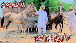 Nili Sawi Panj Kalyan Wacheri  Dancer Mushki Ghori  Horse For Sale In Pakistan 2024 [upl. by Euell]