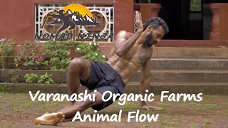 Animal Flow in Varanashi Organic Farms [upl. by Atrim]