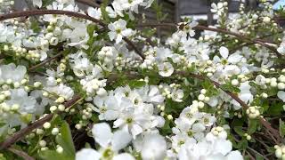 Exochorda X Macrantha I The Bride I Pearl Bush I A Happy Bee 🐝 I SE England  13042022 [upl. by Nyrol]