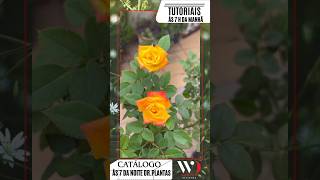 Tutorial mudas de Rosas fácil prático aprenda plantas paisagismo agronomo [upl. by Drazze]