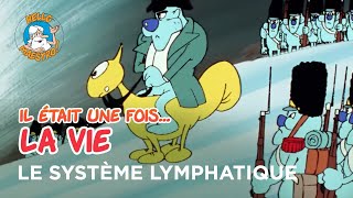 Il était une fois… la Vie 🌱 Le système lymphatique 🦵 [upl. by Annuahs]