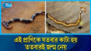 ছোট্ট কিন্তু অথচ শক্তিশালী প্রাণ যতবার কাটে ততবার জন্মে  Hammerhead worms  Rtv News [upl. by Eyoj]