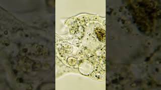 Amoeba proteus of Phylum Protozoa [upl. by Ithaman155]