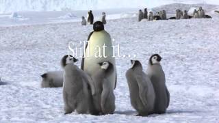 Life in the emperor penguin colony [upl. by Welbie721]