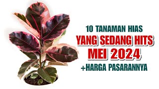 10 Tanaman Hias Yang Sedang HITS di Bulan MEI 2024 [upl. by Marelda]