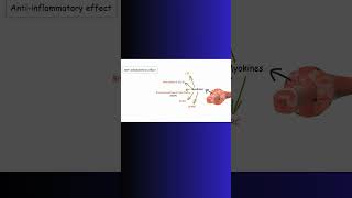 MYOKINES and WEIGHT LIFTING HEALTH muscle weightlifting biochemistry physiology exercise [upl. by Crifasi21]