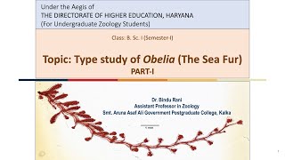 Type Study of Obelia Part I [upl. by Bev]