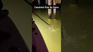 Catching fish by spire fishinglife fishtank fisherman fishvideo river aquarium catfish fish [upl. by Asirrak18]