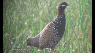 Birds of israel  Black Francolin  פרנקולין [upl. by Gardal816]