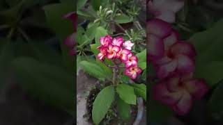 plumeria j4 plumeria rooftopgarden youtubviralshort flowers ytstudio ytshorts [upl. by Arutak]