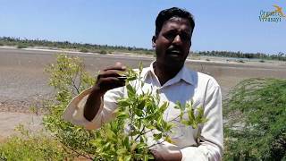 மாயாஜாலம் செய்யும் மூலிகை  virali leaves benefits  இயற்கை வாழ்வியல் ஆலோசகர் [upl. by Mcfadden763]