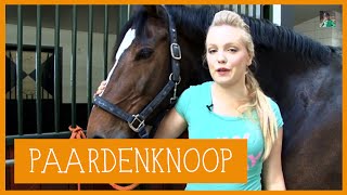 Paardenknoop  PaardenpraatTV [upl. by Jochbed]