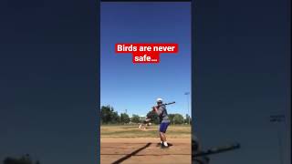 Baseball hits bird [upl. by Allimak]