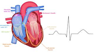 ECG basics 210  Basic EP Principles [upl. by Birecree710]