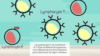 Le système immunitaire [upl. by Zeralda]