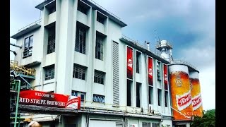 BEER LOVERS VLOG  RED STRIPE BEER FACTORY TOUR Brewed in Jamaica [upl. by Notnilc]