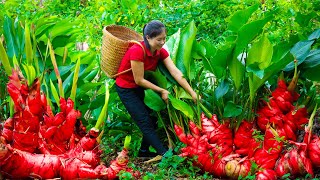 Harvesting edible canna rhizome amp Goes To Market Sell  Gardening And Cooking  Lý Tiểu Vân [upl. by Laehcar]