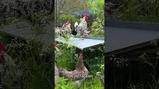 SIR EXCALIBUR kräht Unser EXCHEQUER LEGHORN Hahn  Beautiful Leghorn rooster crowing on our farm [upl. by Neetsyrk]