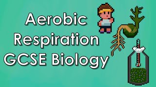 Aerobic Respiration Germinating peas  Biology WJEC  GCSE REVISION [upl. by Nimref]